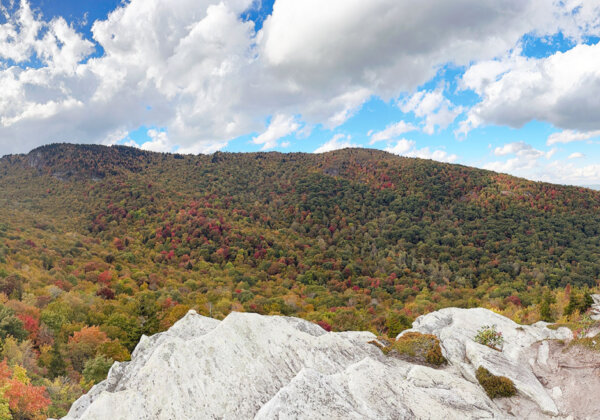 Forestry & Natural Resources