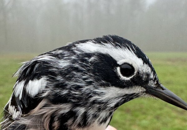 Where Do You Build a Bird Lab?