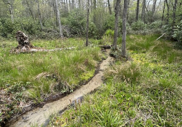 Environment & Conservation