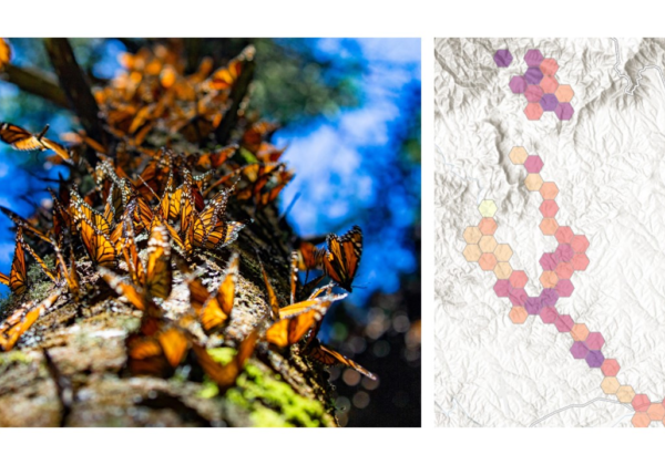 Biodiversity Monitoring and Management with Remote Change Detection