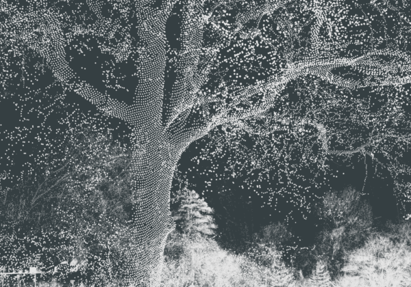 Seeing the Forest for the Trees